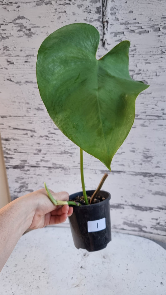 Amydrium humile - Heart Shaped Creeping Aroid