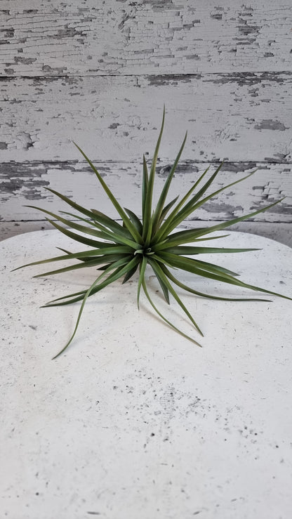 Tillandsia x NOID - Air Plant