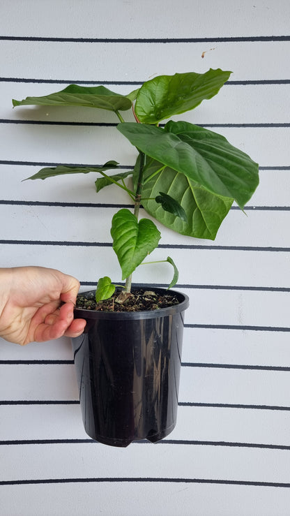 Ficus umbellata - 伞无花果