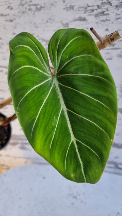 Philodendron gloriosum（深色/白色靜脈）