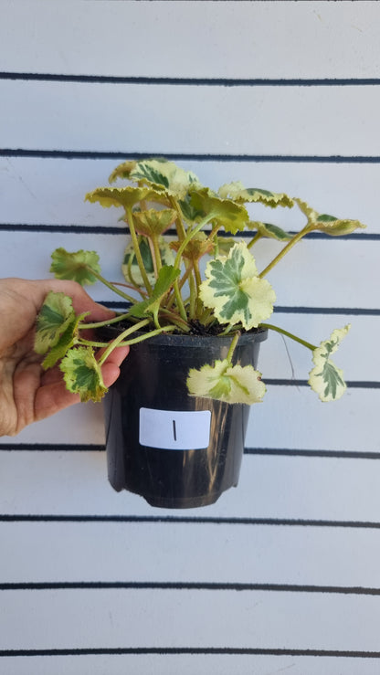 Saxifraga stolonifera variegata - 白色杂色草莓海棠