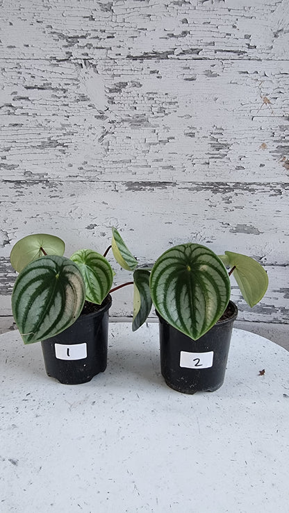 Peperomia argyreia - Watermelon Peperomia (Non-TC)