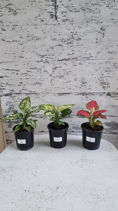 Aglaonema commutatum 'Thai Snowflake'