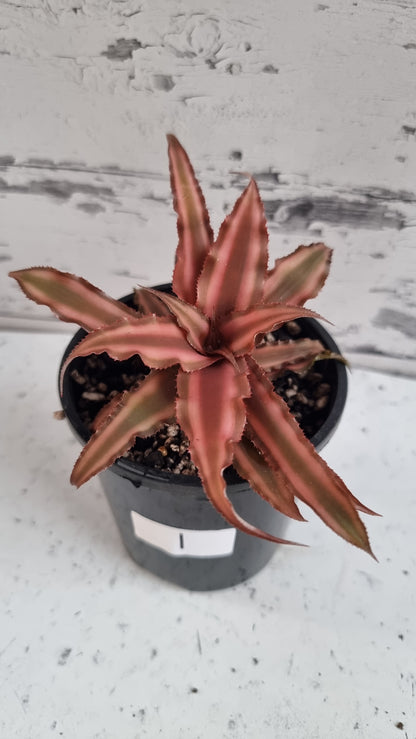 Cryptanthus bivittatus - Earth Star