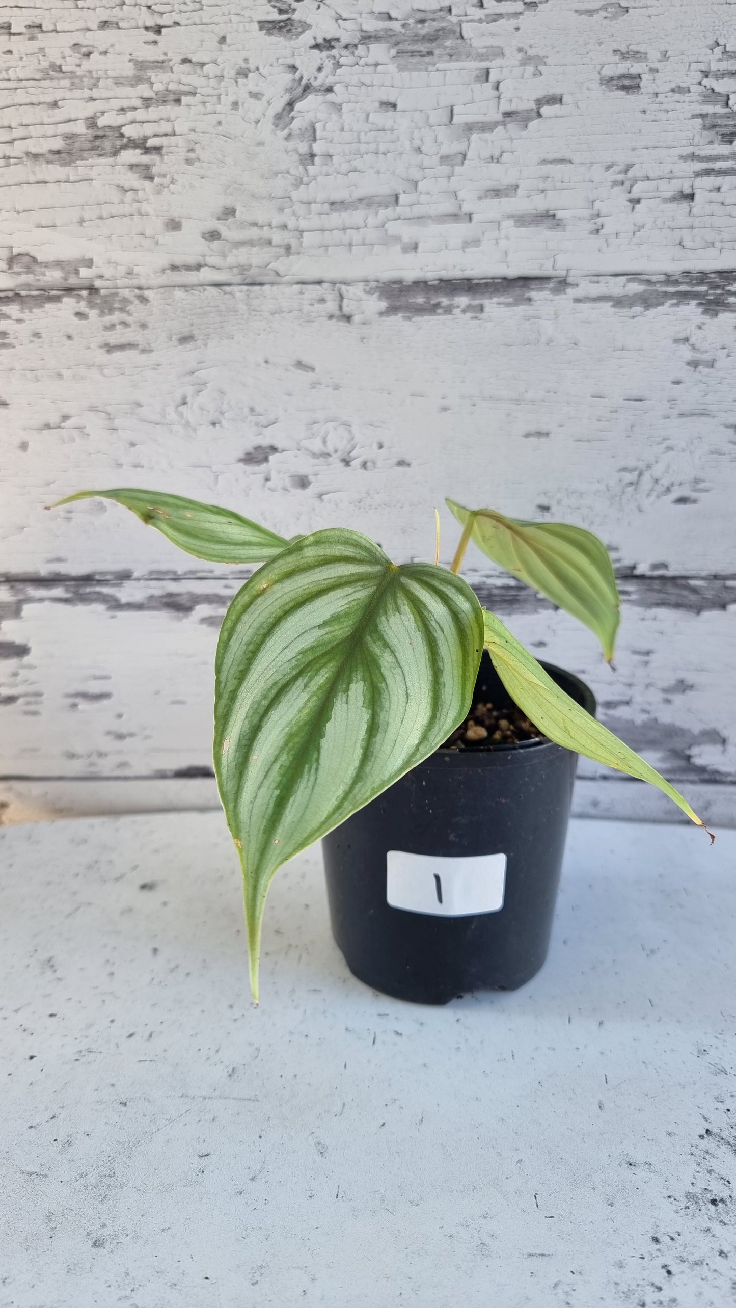 Philodendron sp. 'pastazanum silver'