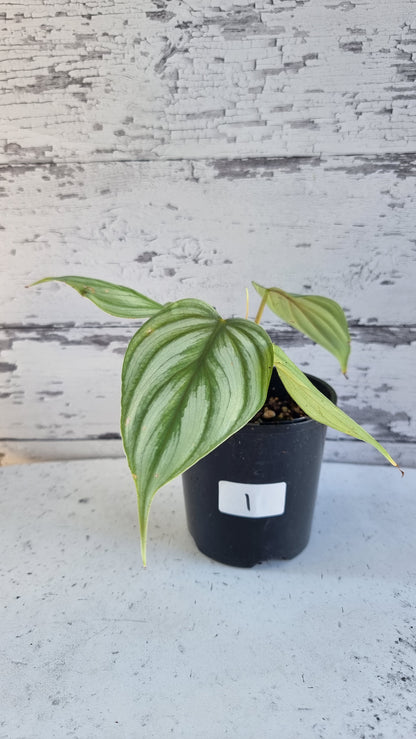 Philodendron sp. 'pastazanum silver'