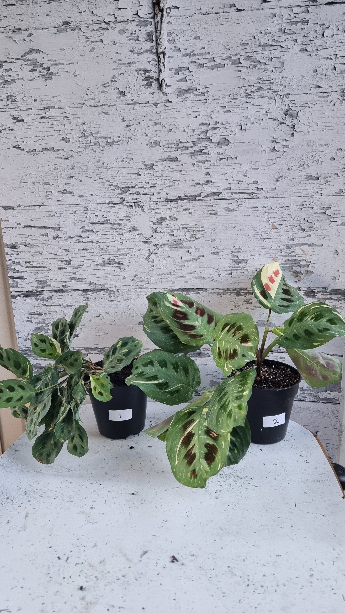 Maranta leuconeura “Kerchoveana” variegata - 雜色祈禱植物