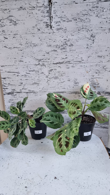 Maranta leuconeura “Kerchoveana” variegata - 雜色祈禱植物