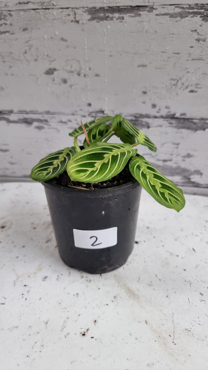 Maranta leuconeura 'Lemon Lime' - Prayer Plant