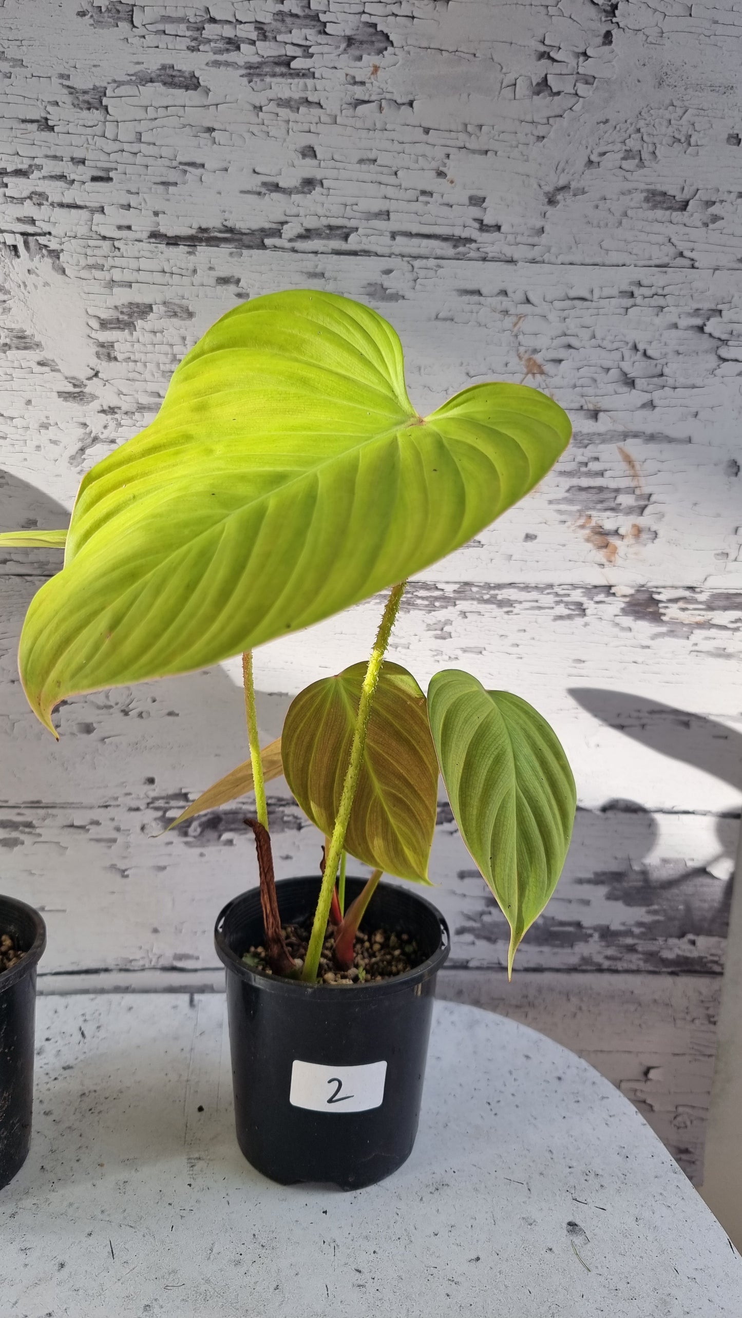 Philodendron 'Fuzzy Petiole'