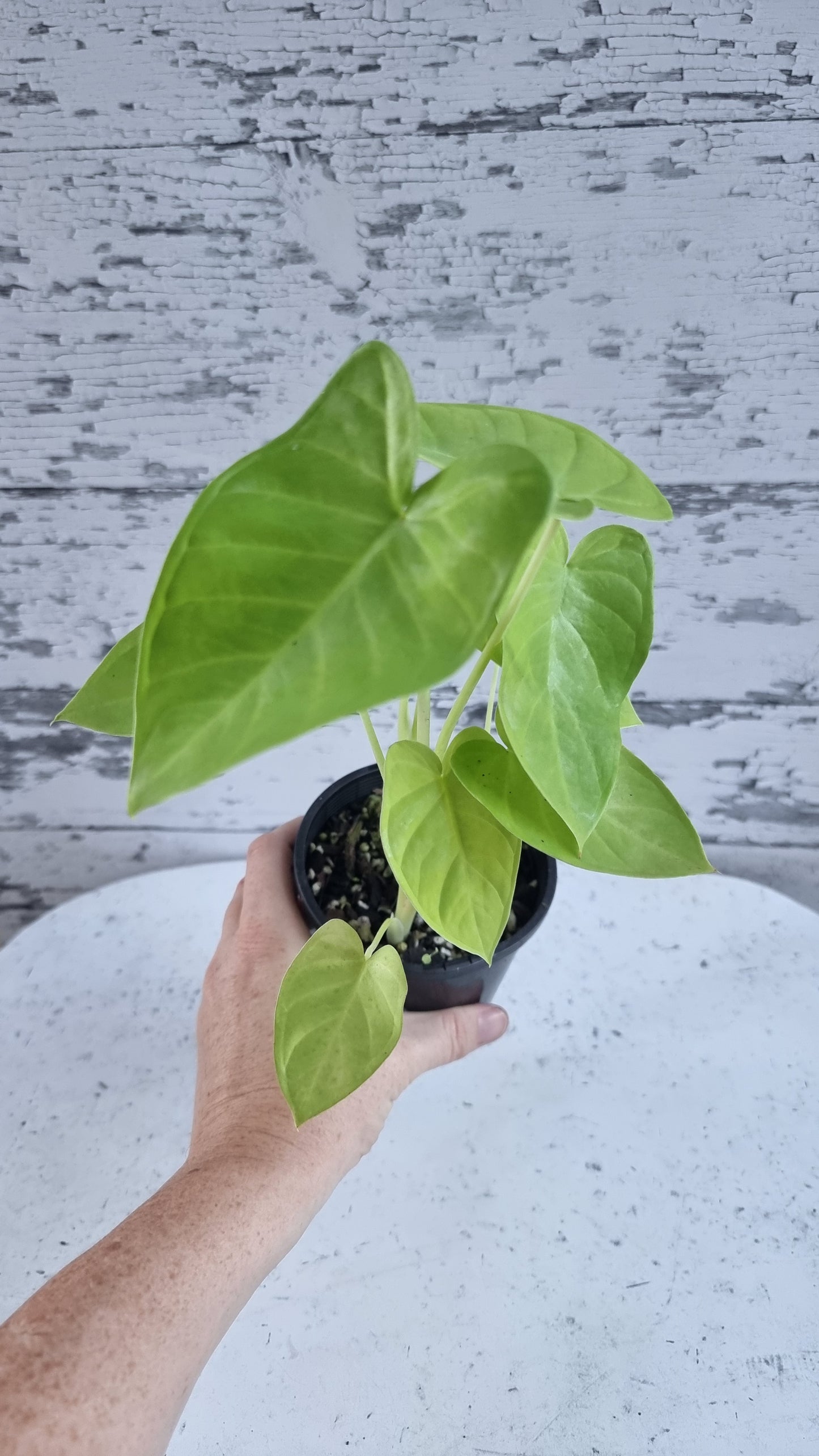 Xanthosoma 'Lime Zinger'