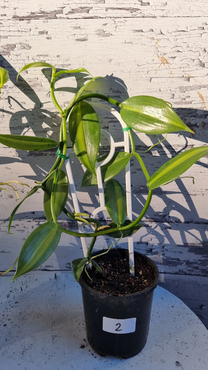 Vanilla planifolia variegata - Variegated Vanilla Orchid