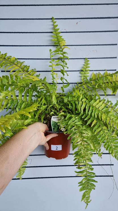 Nephrolepis exaltata bostoniensis variegata - Tiger Boston Fern