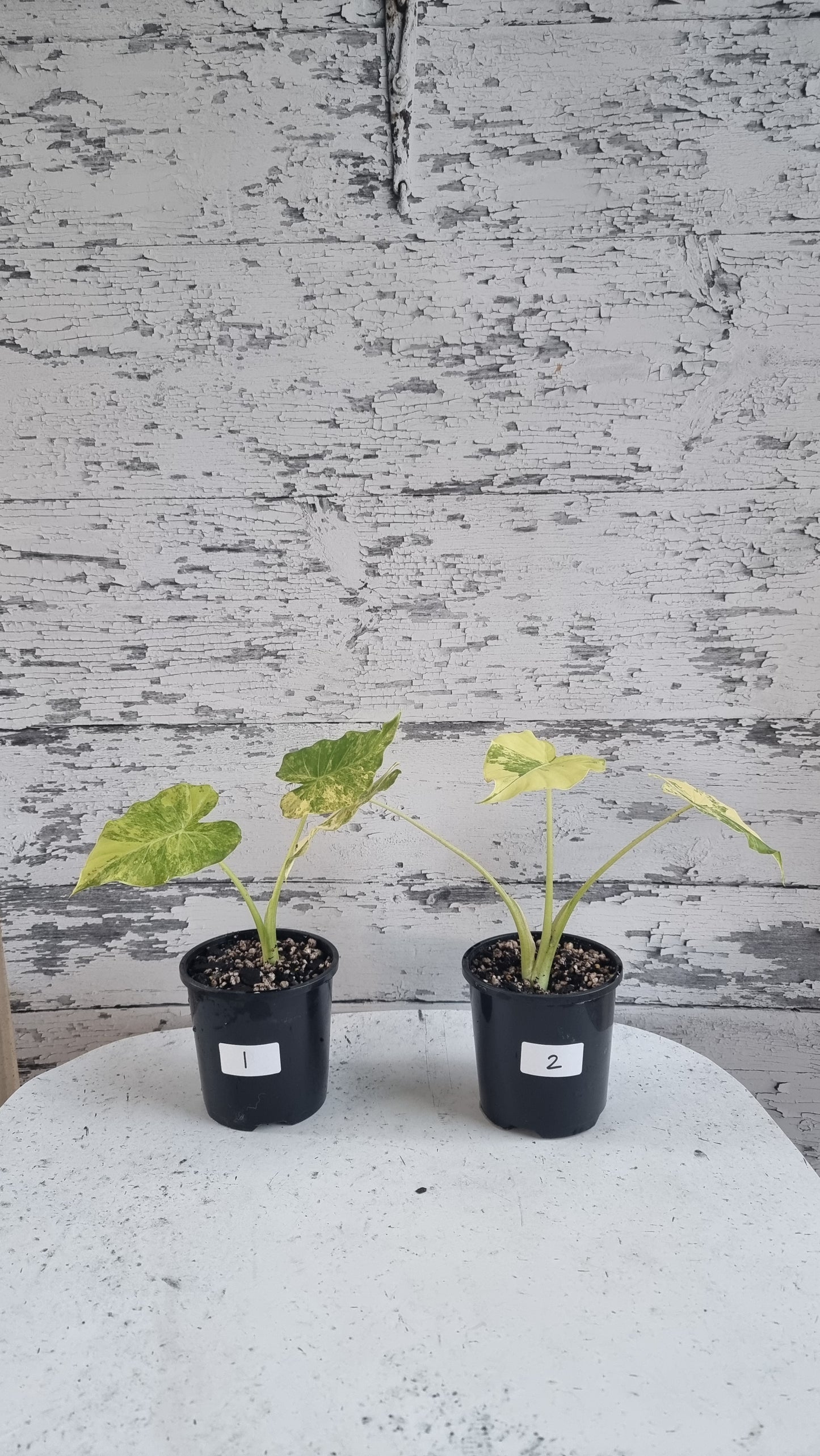 Alocasia gageana 'Aurea' - Yellow Variegated Elephant Ear