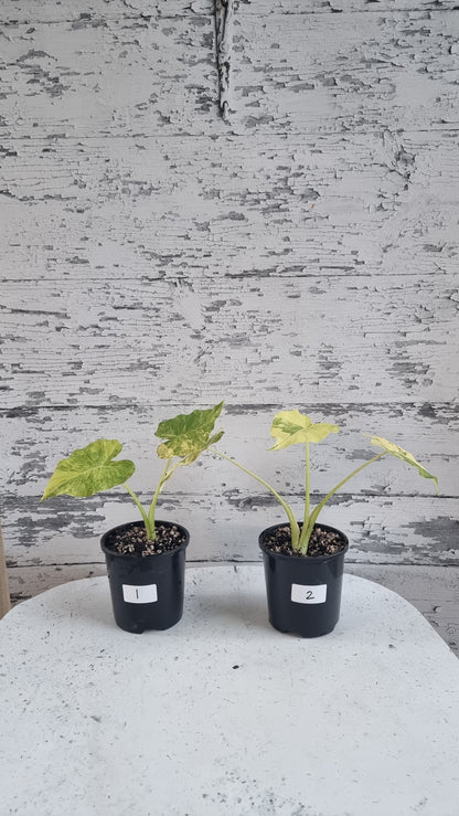 Alocasia gageana 'Aurea' - Yellow Variegated Elephant Ear