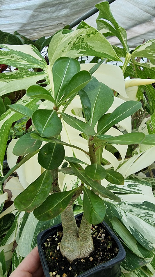 Adenium obesum '印度雙色' - 沙漠玫瑰