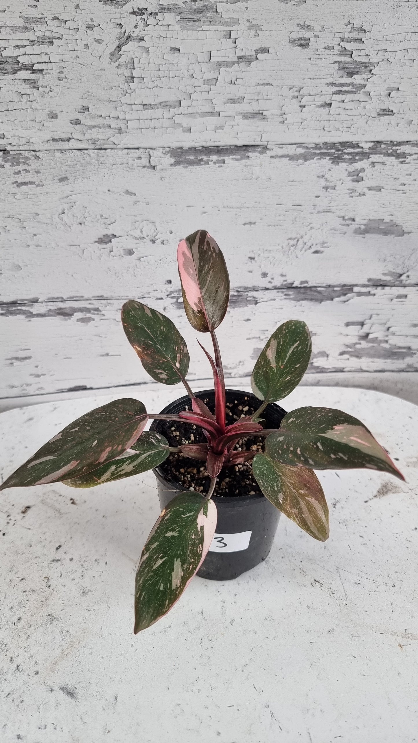 Philodendron erubescens 'Pink Galaxy'