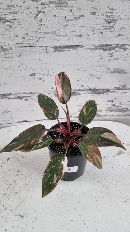 Philodendron erubescens 'Pink Galaxy'