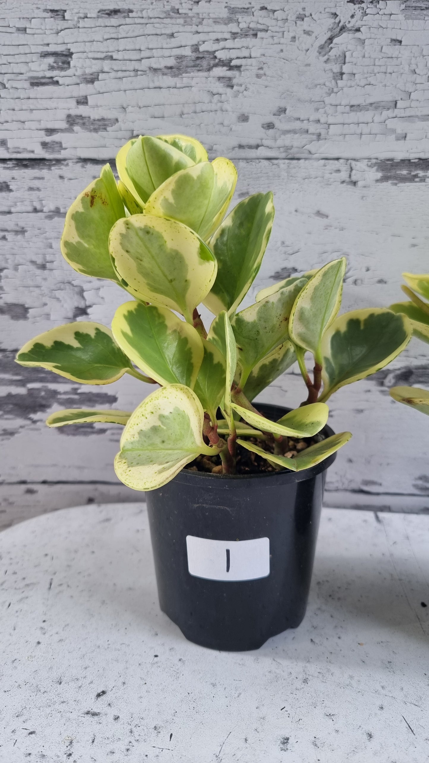 Peperomia obtusifolia albomarginata