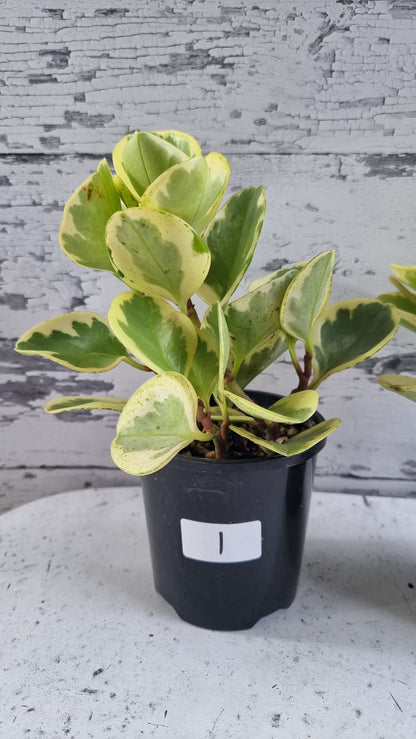 Peperomia obtusifolia albomarginata