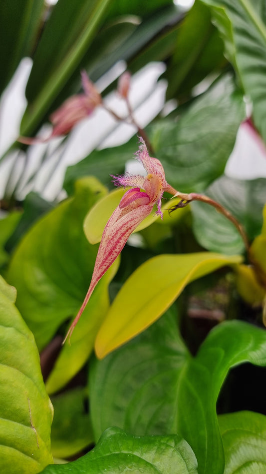 Bulbophyllum Meen 'Rainbow Rider' - Orchid