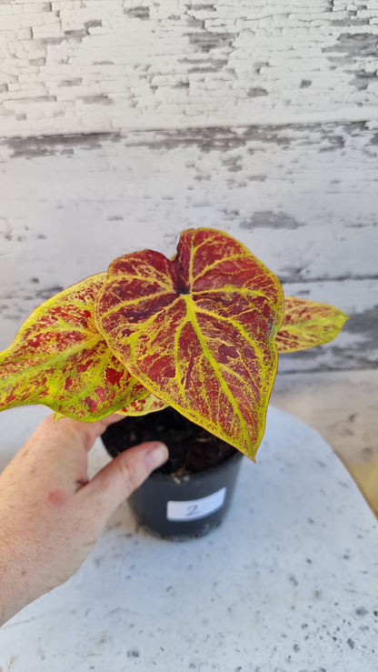 Caladium bicolour 'Amber Flame'