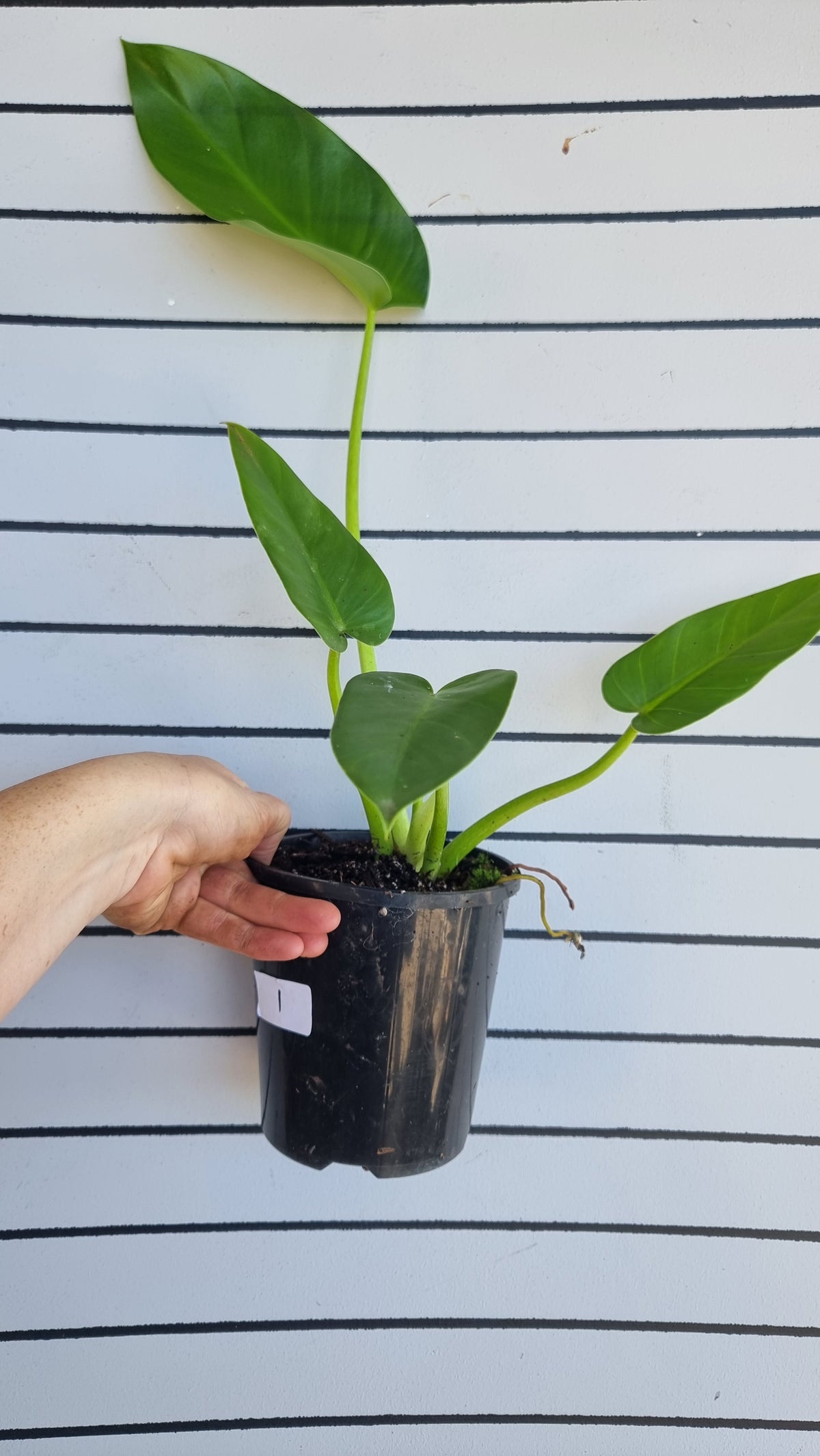 Philodendron giganteum