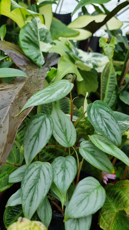 Philodendron sodiroi TC (syn P. sodirini)