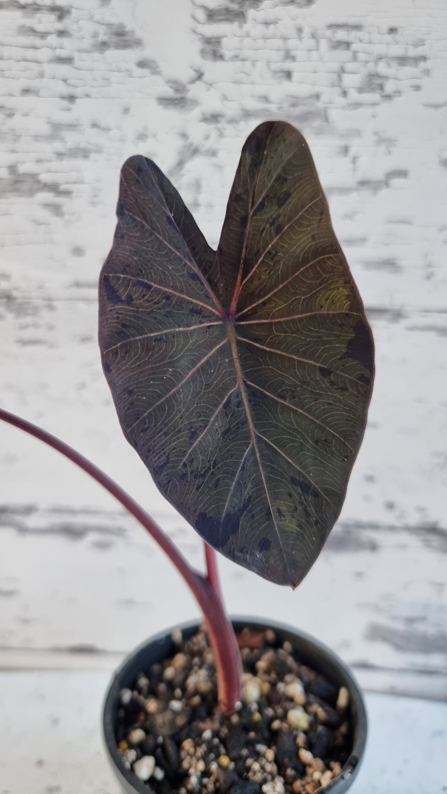 Colocasia esculenta 'Black Marble' - Taro Plant