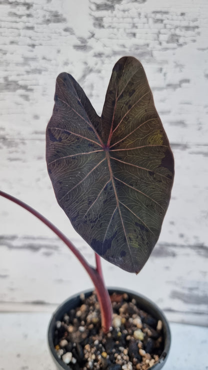 Colocasia esculenta 'Black Marble' - Taro Plant