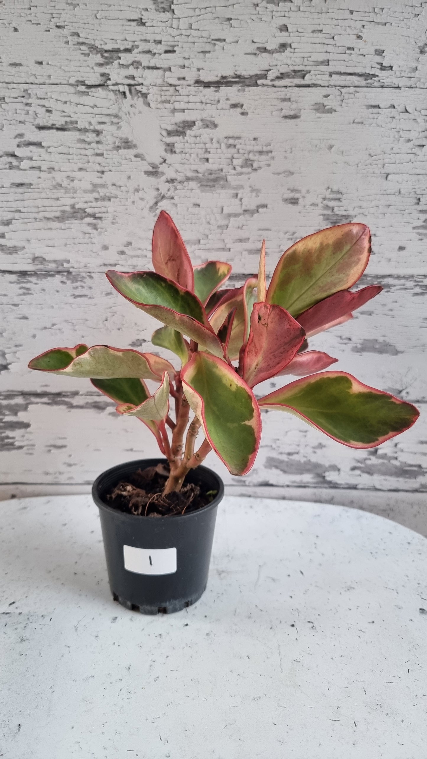 Peperomia clusiifolia tricolour - Variegated