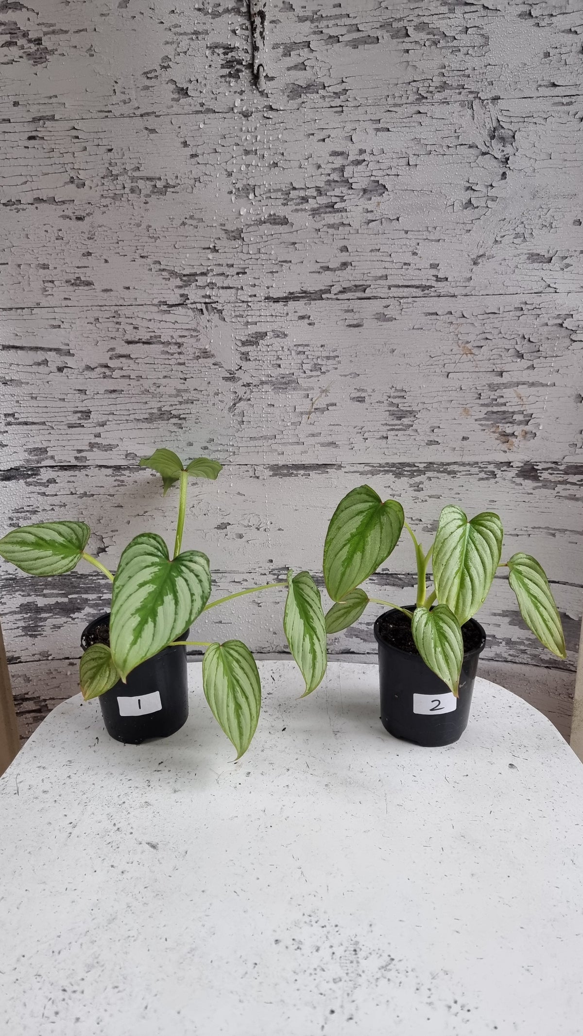 Philodendron mamei 'Silver Cloud'