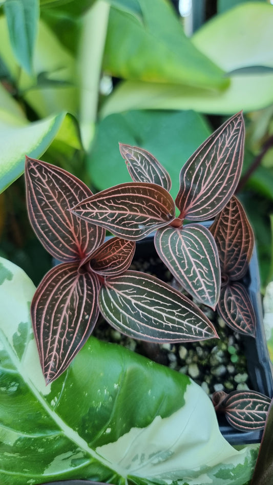 Ludisia discolour 'Spiderman' - Jewel Orchid