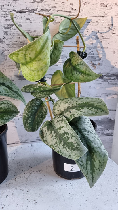 Scindapsus pictus 'Exotica' - Satin Pothos (Non-TC)