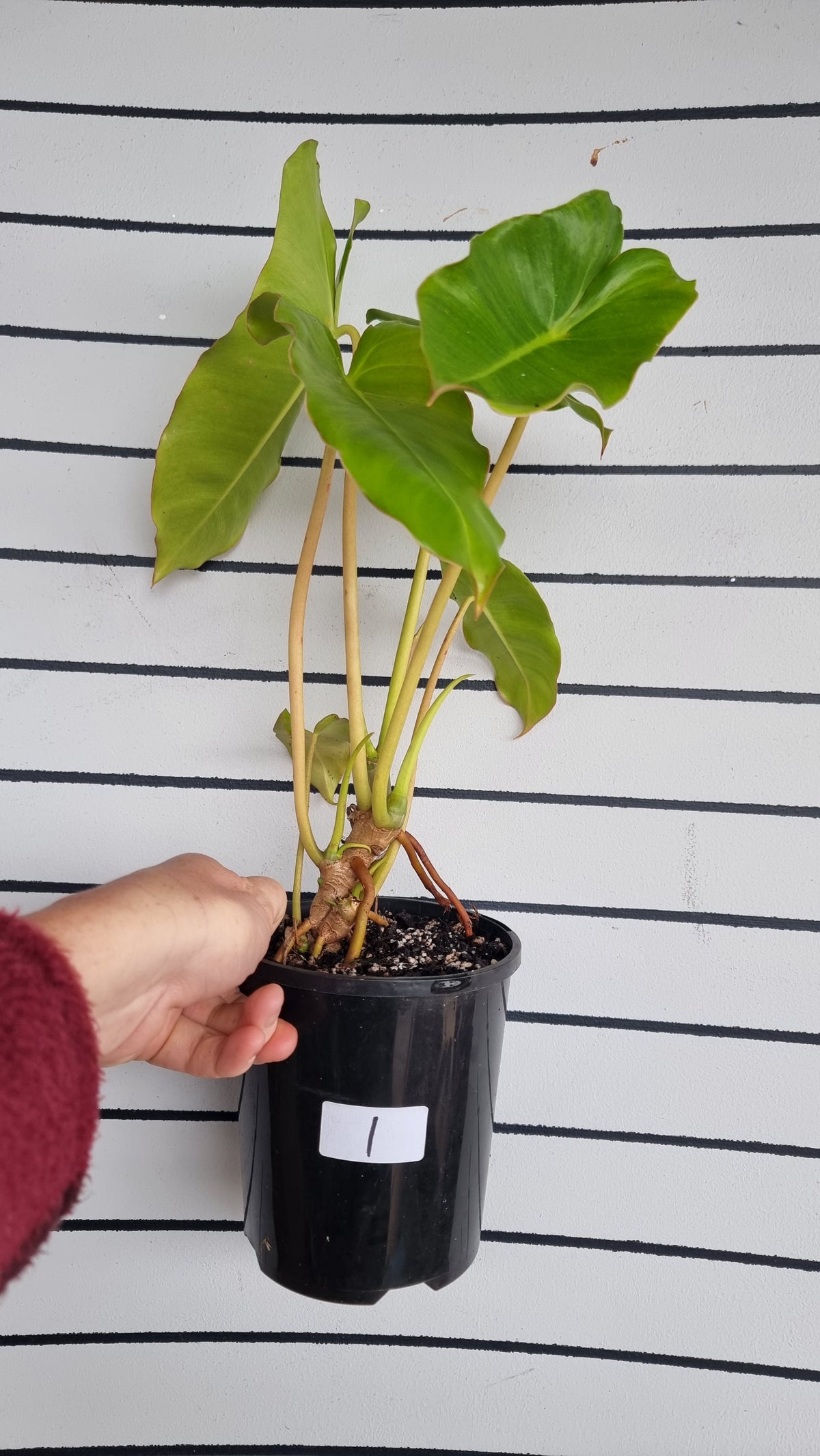 Philodendron 'Burle Marx'