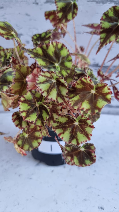 Begonia rex 'Tiger Paws' - Rhizomatous Eyelash Begonia