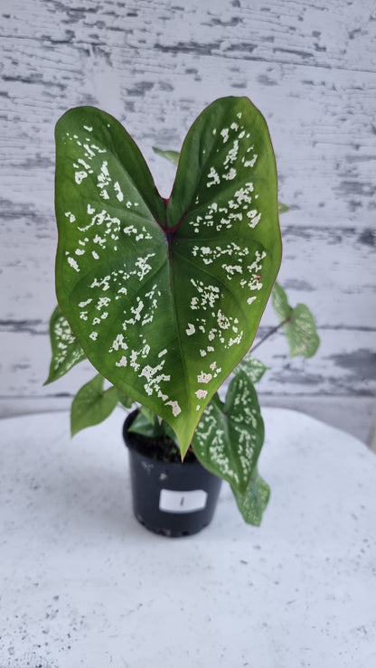 Caladium bicolour 'Pink Jade'