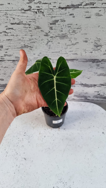 Alocasia micholitziana - Green Velvet
