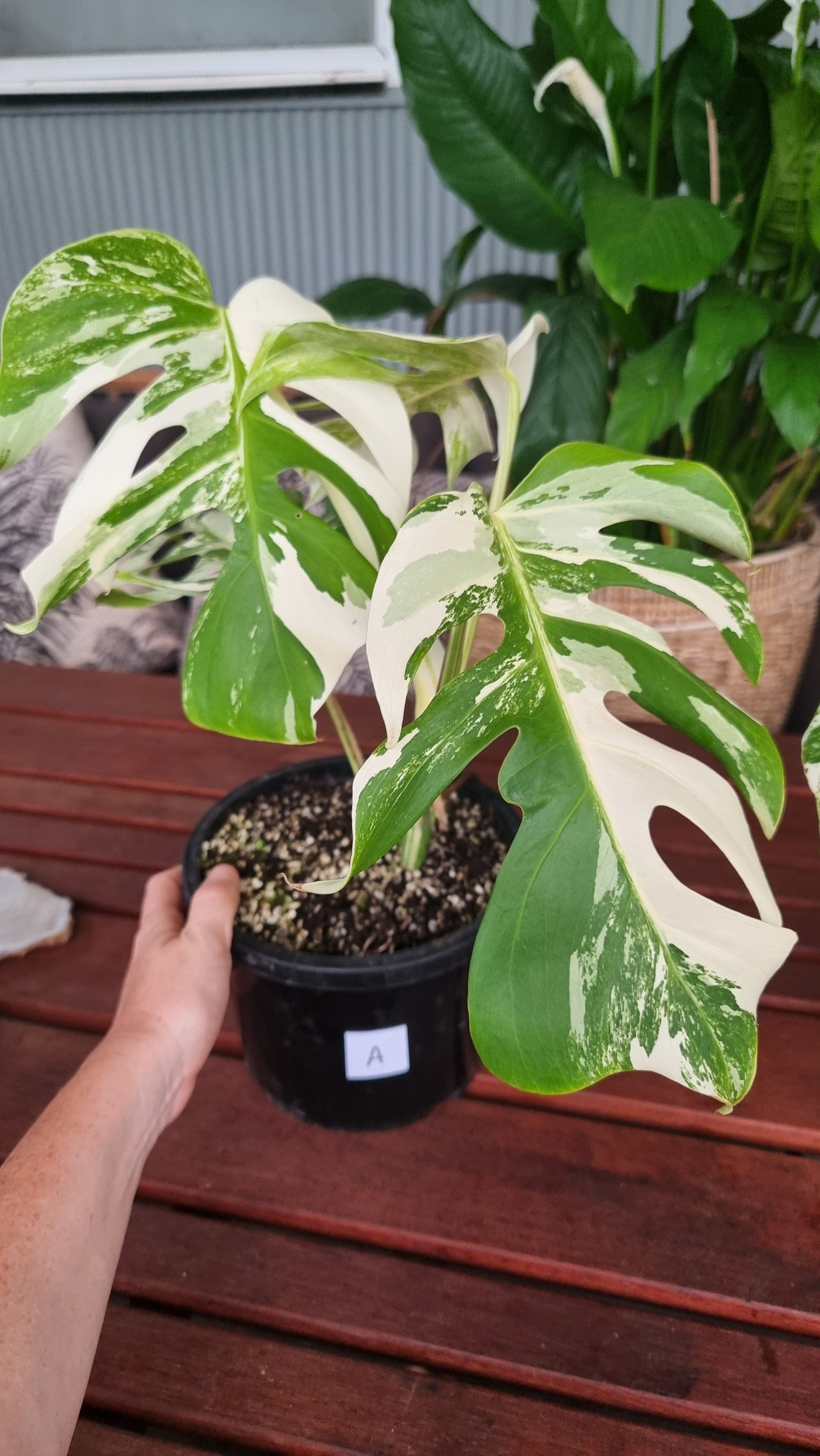 Monstera deliciosa borsigiana variegata - Variegated Fruit Salad Plant
