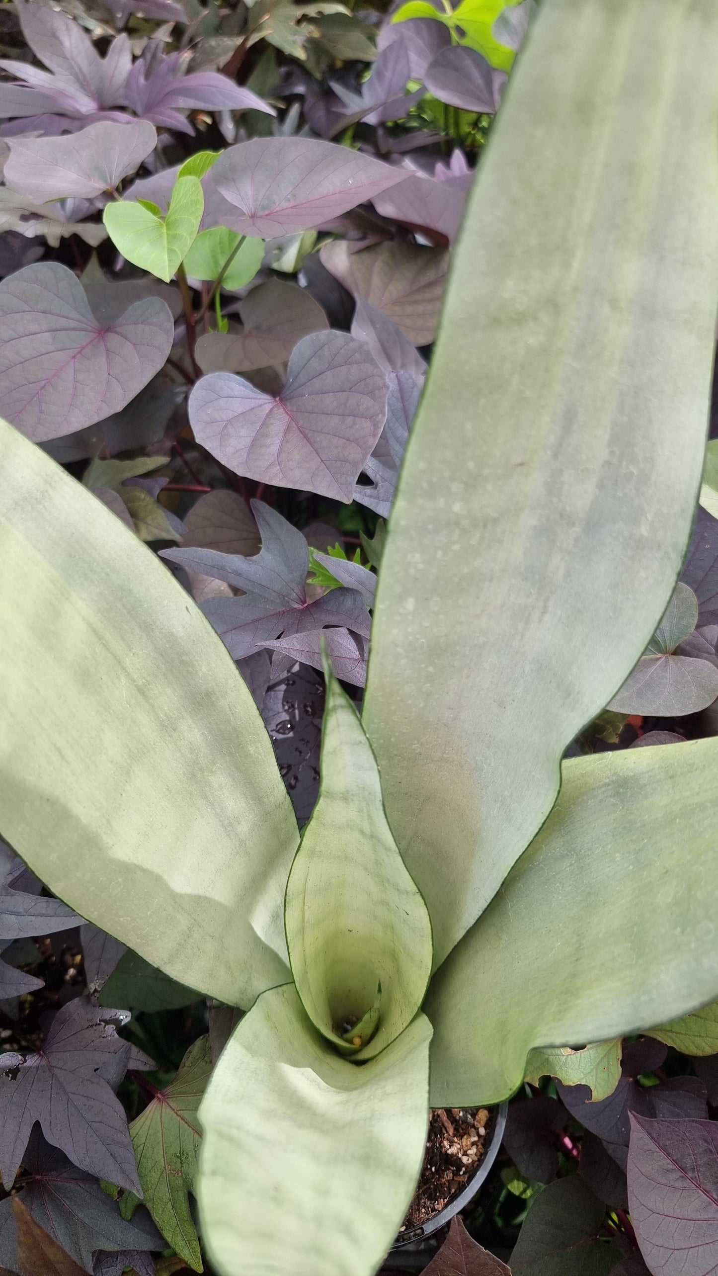 Dracaena trifasciata (prev Sansevieria) 'Moonshine' - Mother In Law Tongue