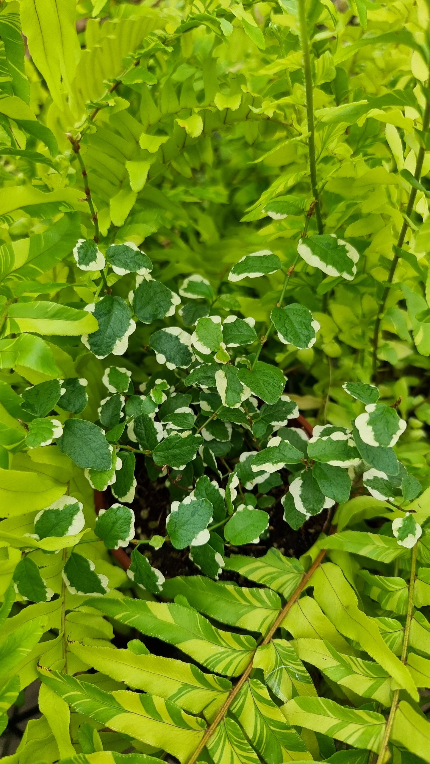 Ficus pumila ‘Ice Caps’ - Variegated Creeping Fig