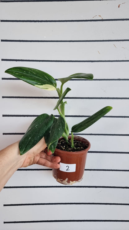Monstera standleyana variegata
