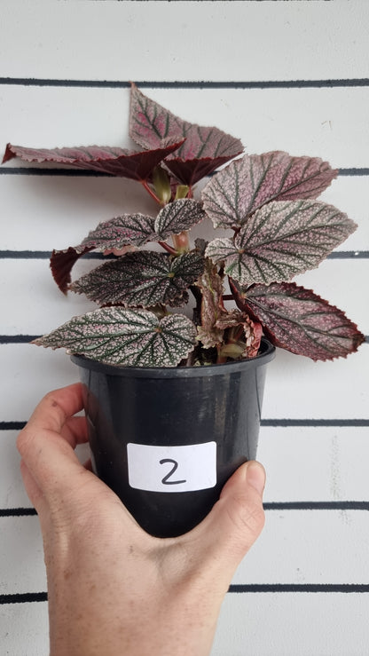 Begonia 'Maurice Amey' - Angel Wing Cane Begonia