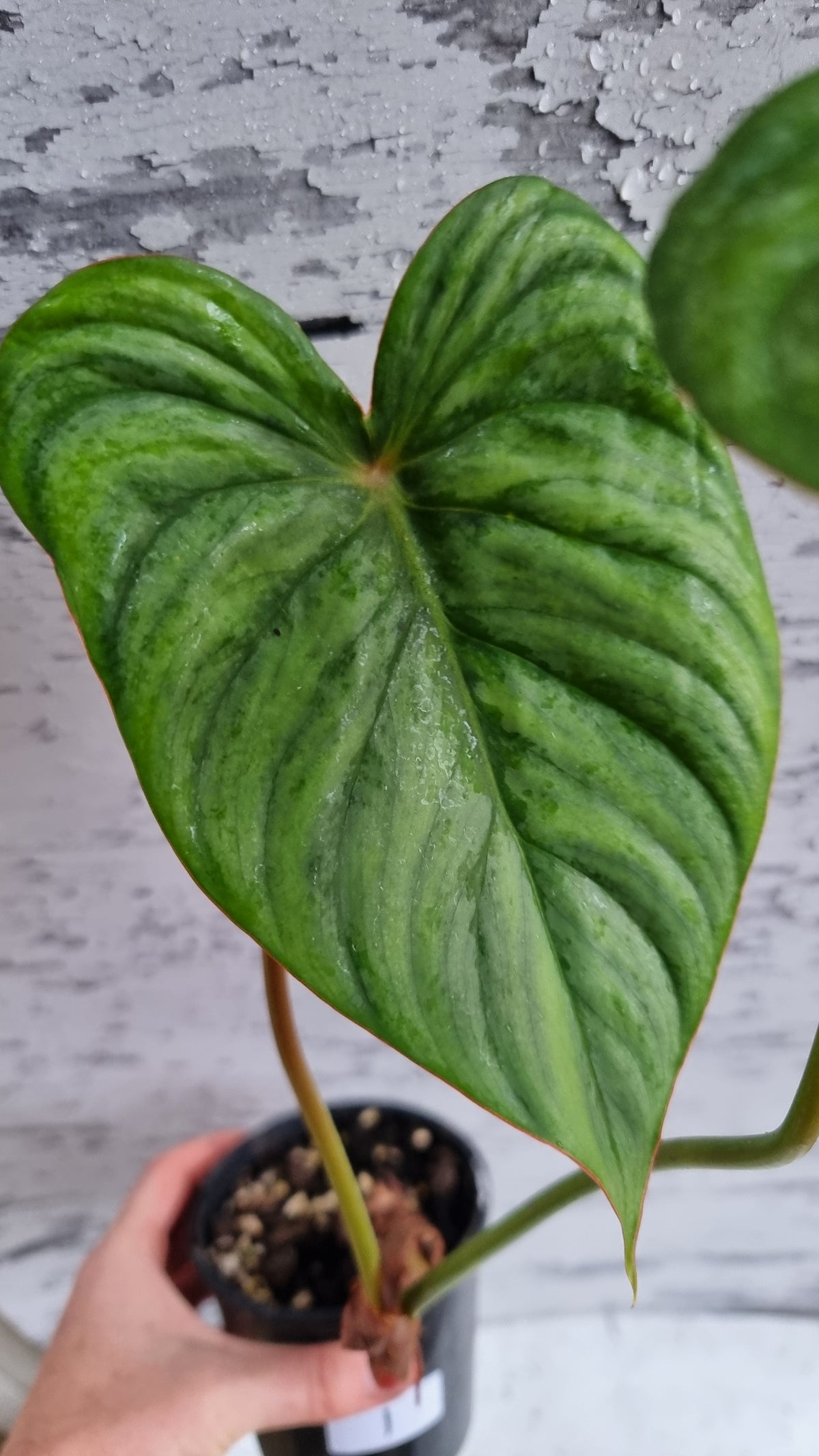 Philodendron ser. Rupicola - 'TC pastazanum silver'