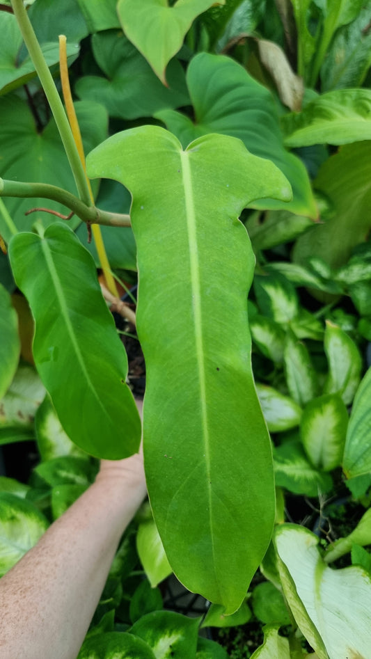 Philodendron bipennifolium - 马头植物