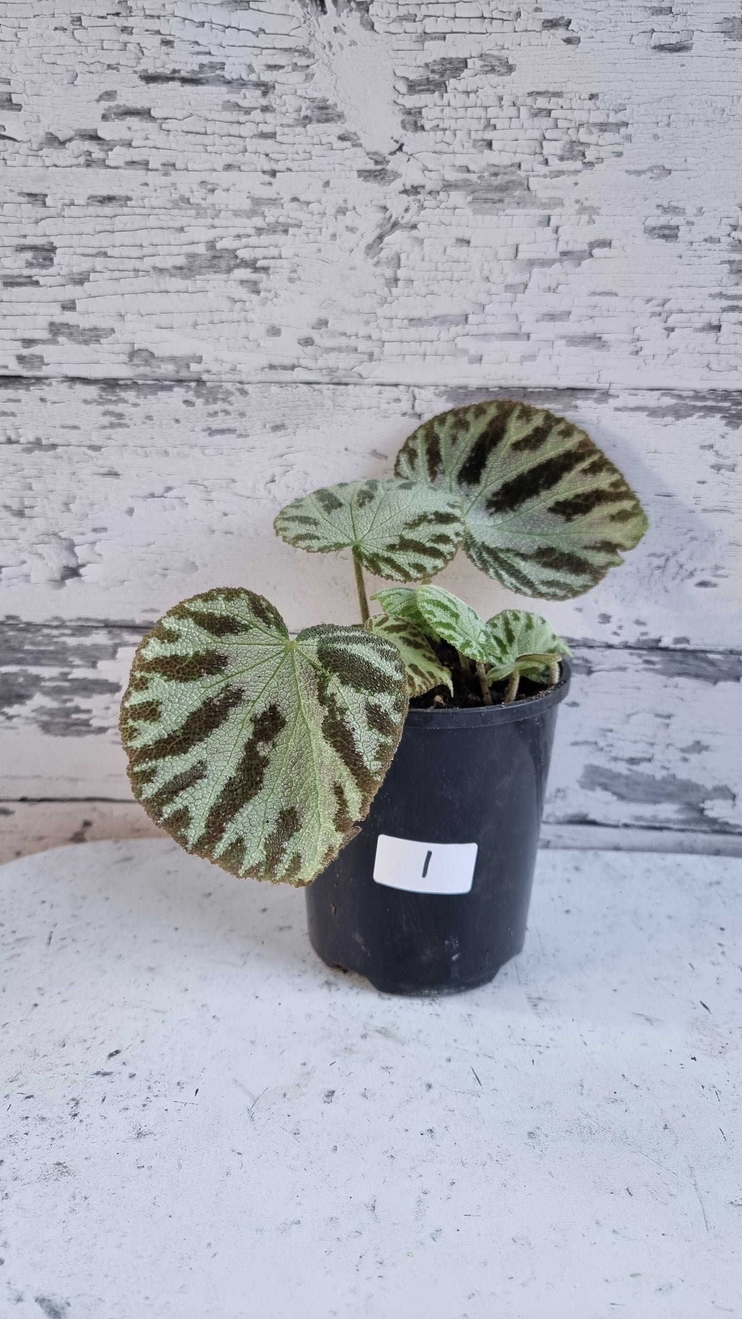 Begonia x ‘Silver Jewel'