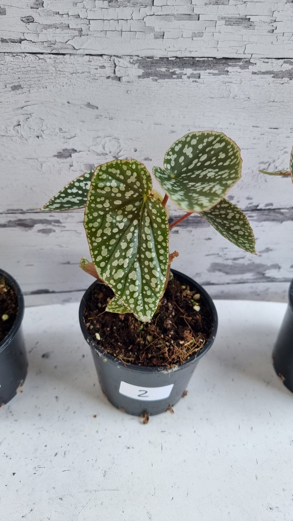 Begonia x 'White Ice' -  Cane-like Begonia