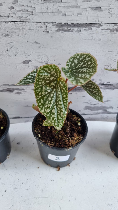 Begonia x 'White Ice' -  Cane-like Begonia
