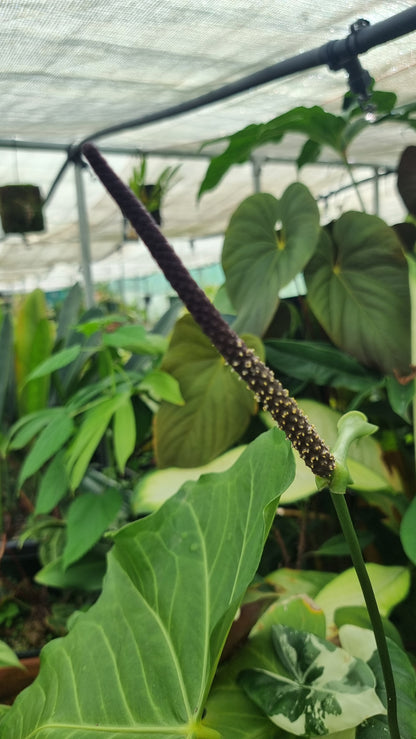 Anthurium macrolobium