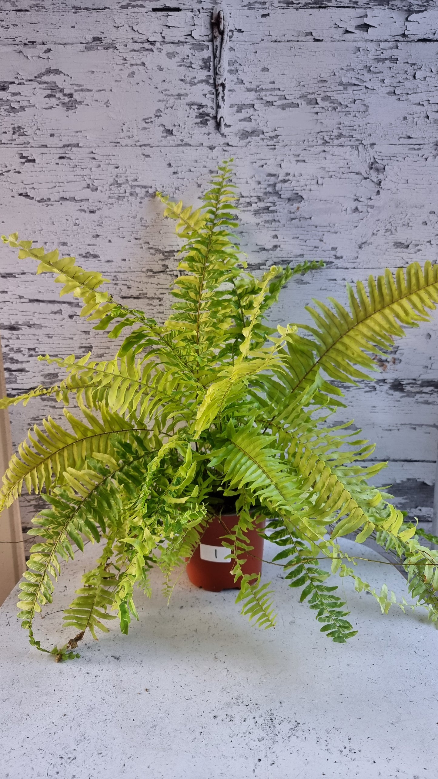Nephrolepis exaltata bostoniensis variegata - Tiger Boston Fern